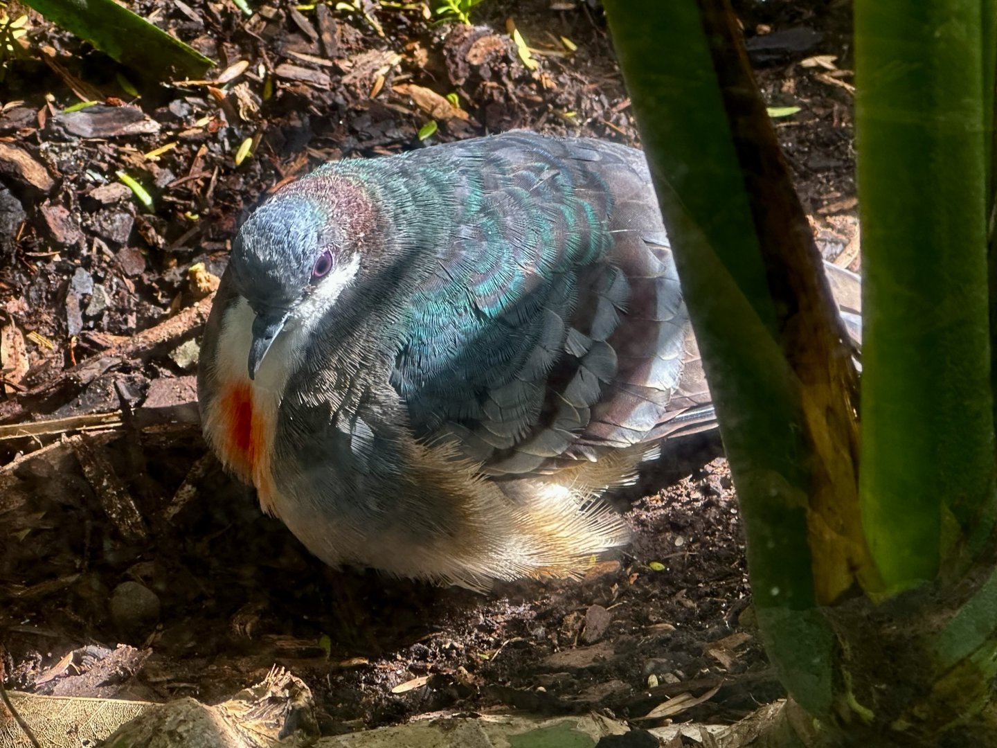Luzon bleeding-heart pigeon (Gallicolumba luzonica)