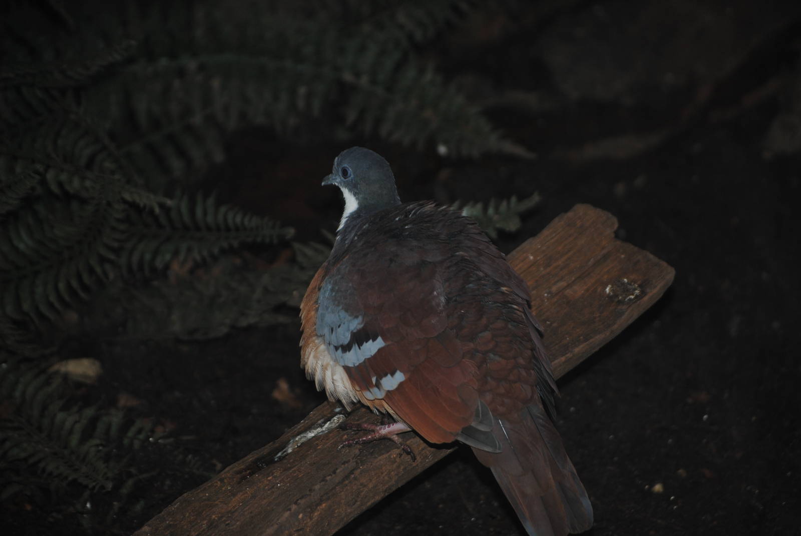 Luzon Bleeding-Heart Pigeon