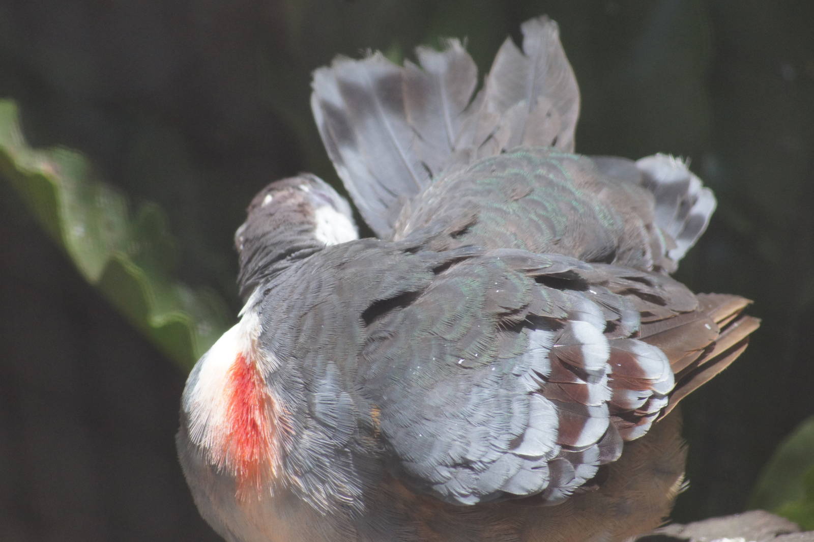 Luzon bleeding heart pigeon
