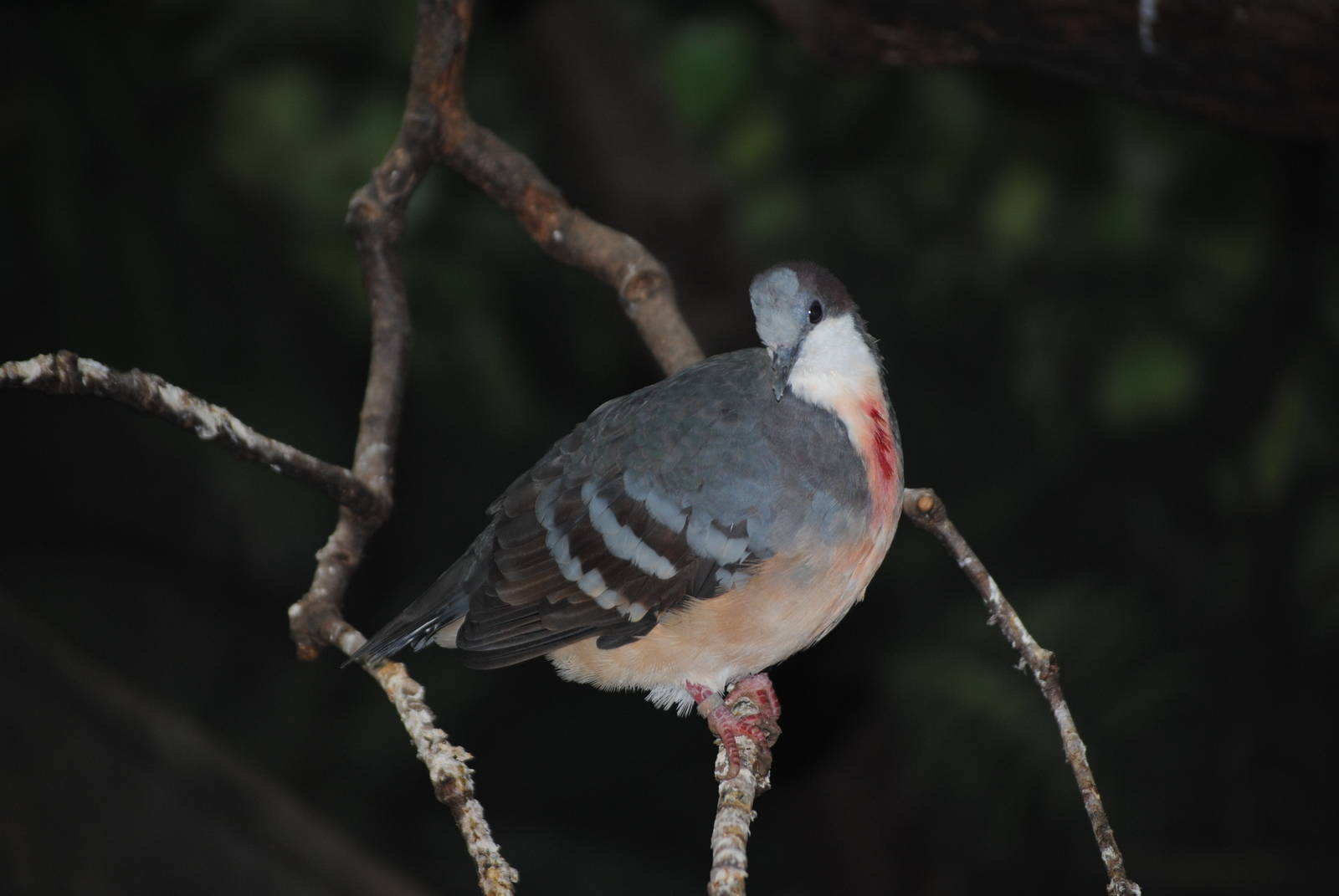 Luzon Bleeding-Heart Pigeon