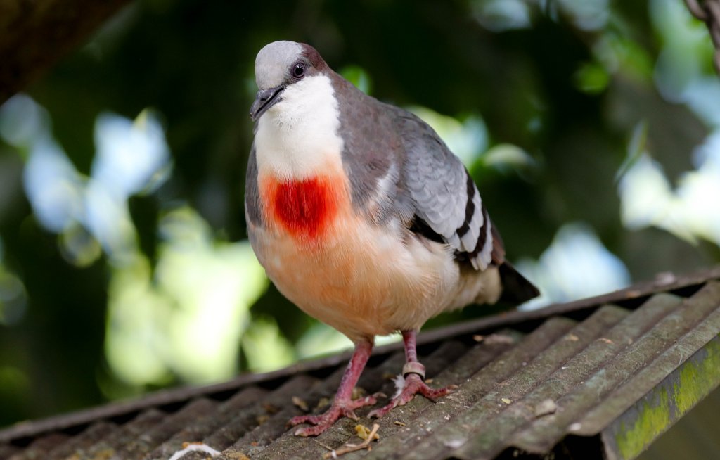 Luzon Bleeding Heart Pigeon