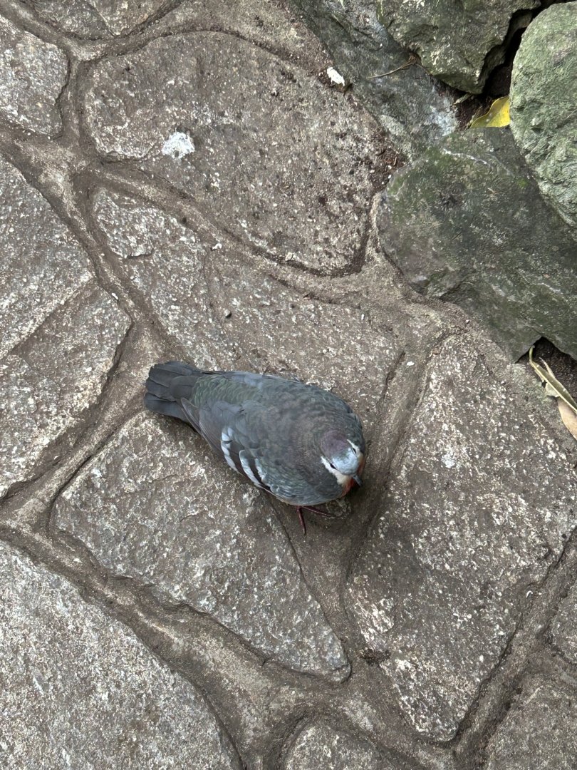 Luzon bleeding-heart pigeon