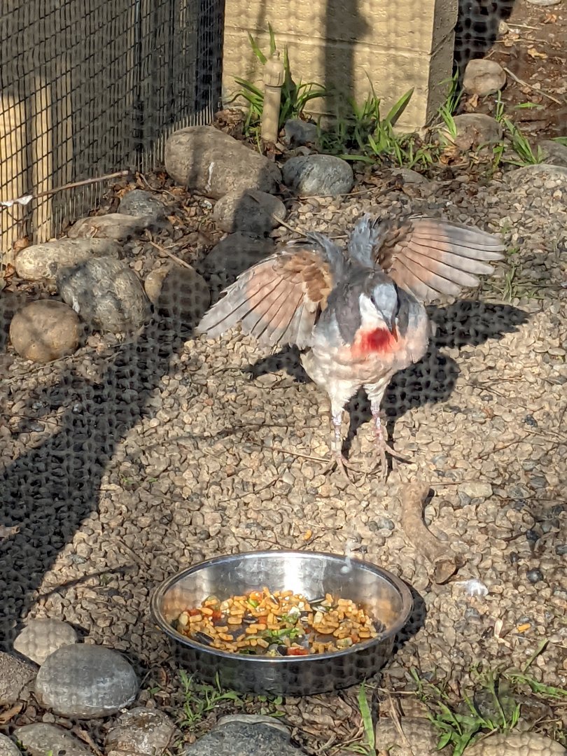 Luzon Bleeding-Heart Wings Out