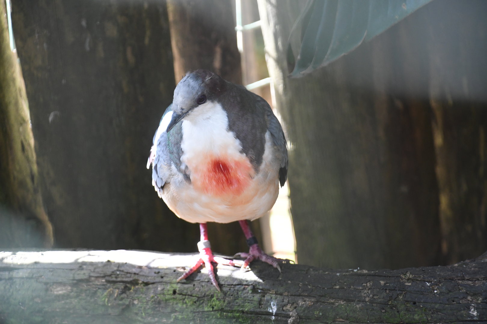 Luzon Bleeding Heart (Zoo Lourosa)