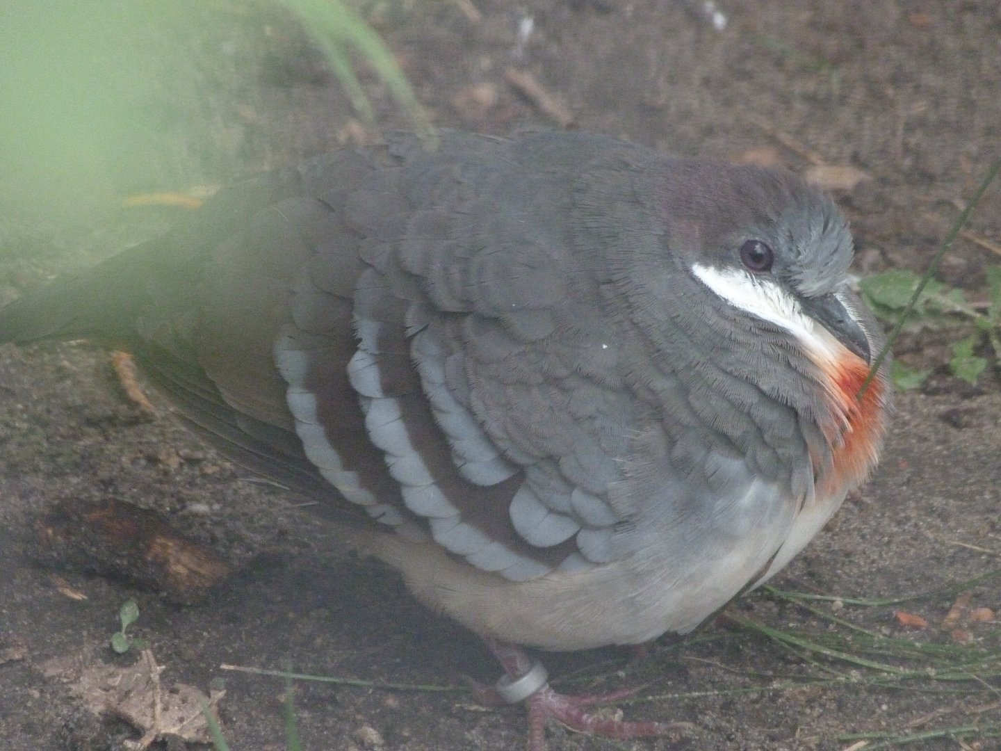 Luzon bleeding-heart -Zoologischer Garten Berlin (2024)