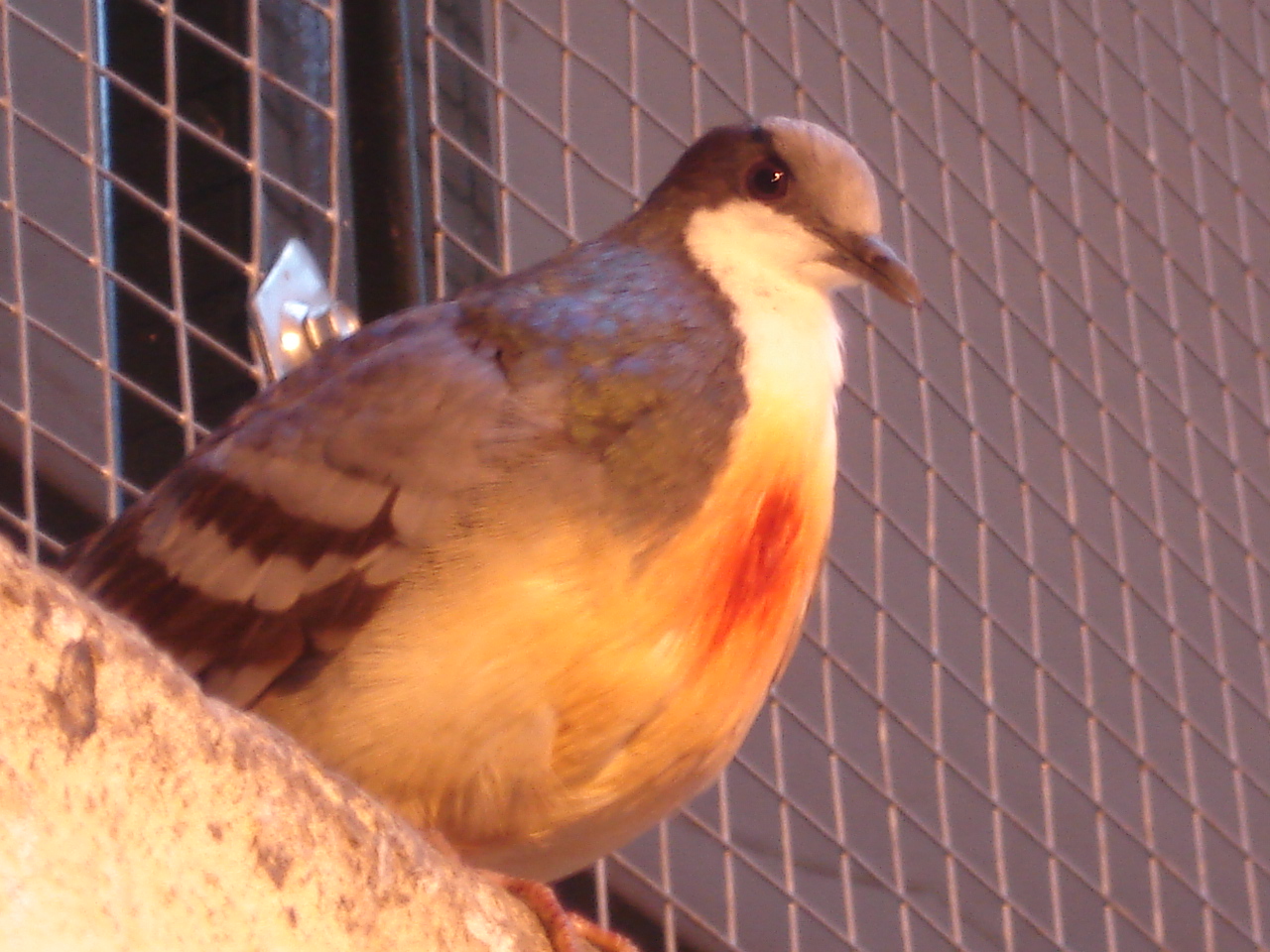 Luzon Bleeding-heart