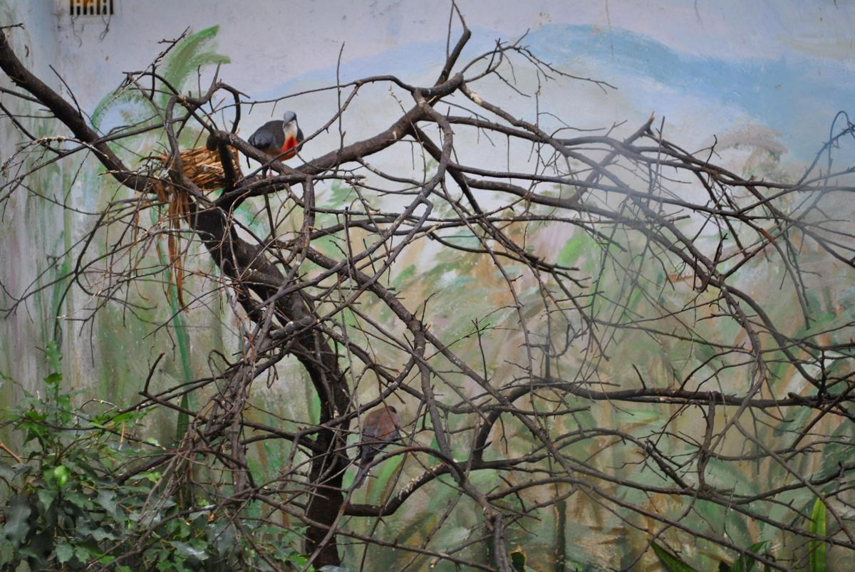 Luzon Bleeding-Heart