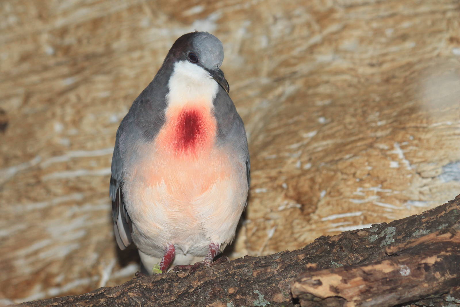 Luzon Bleeding-heart