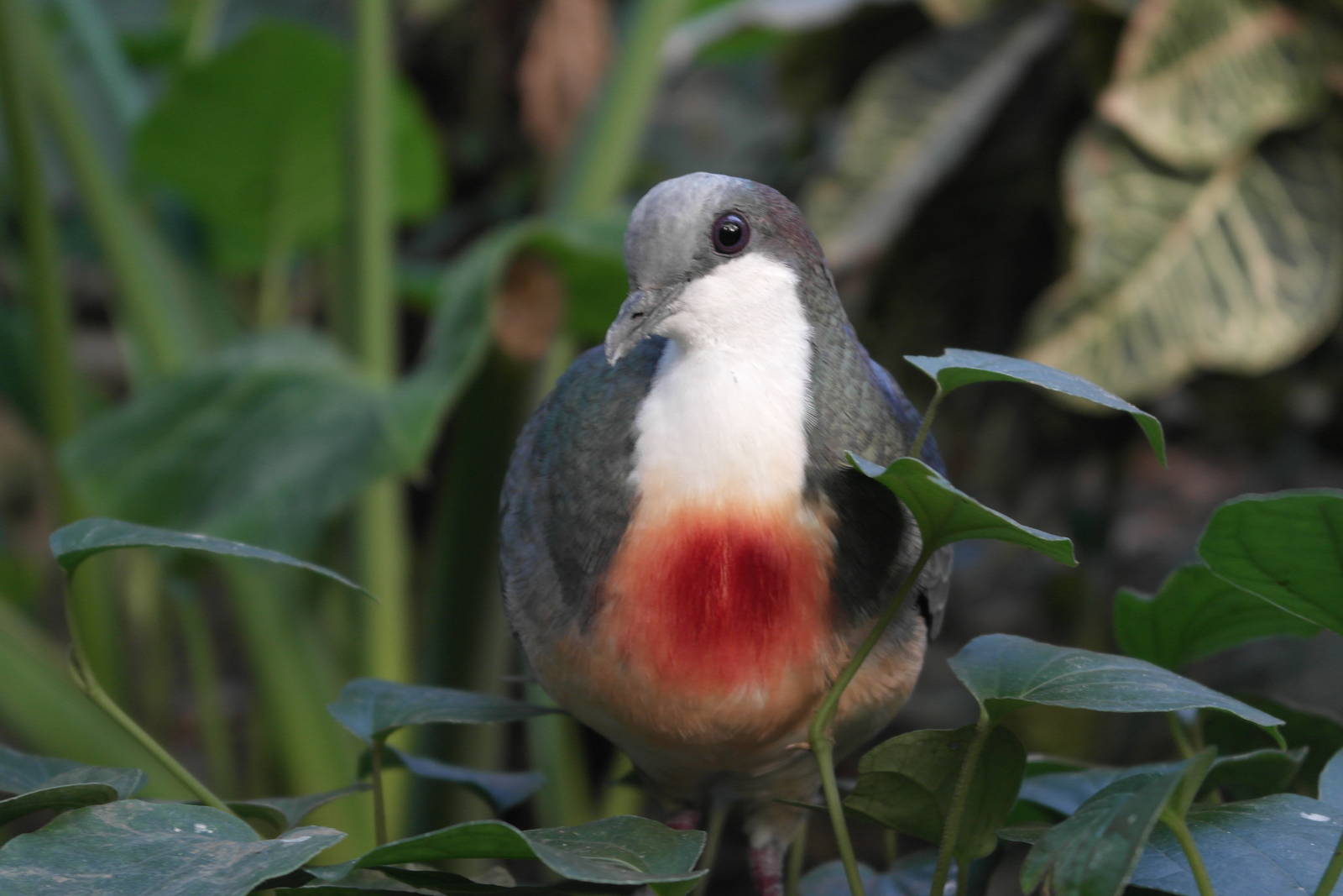 Luzon Bleeding-heart