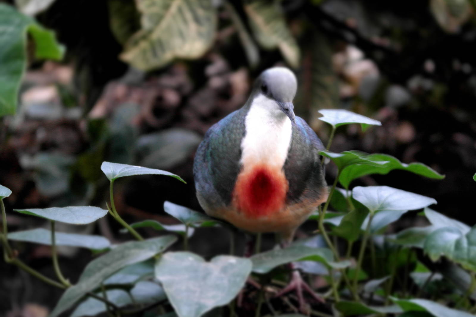 Luzon Bleeding-heart