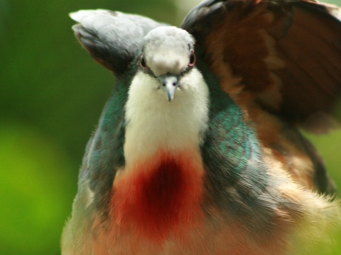 Luzon Bleeding-heart