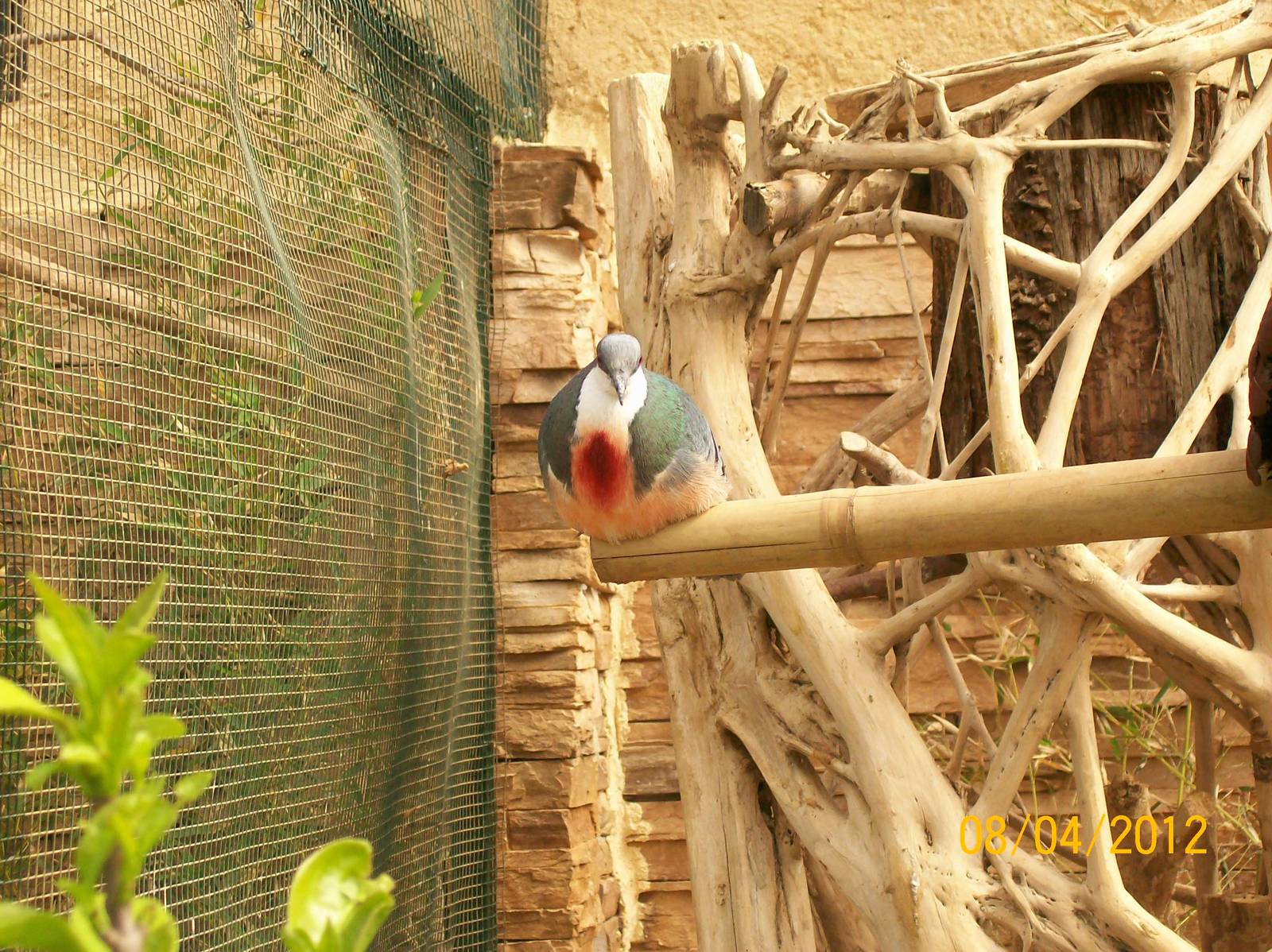 Luzon bleeding-heart