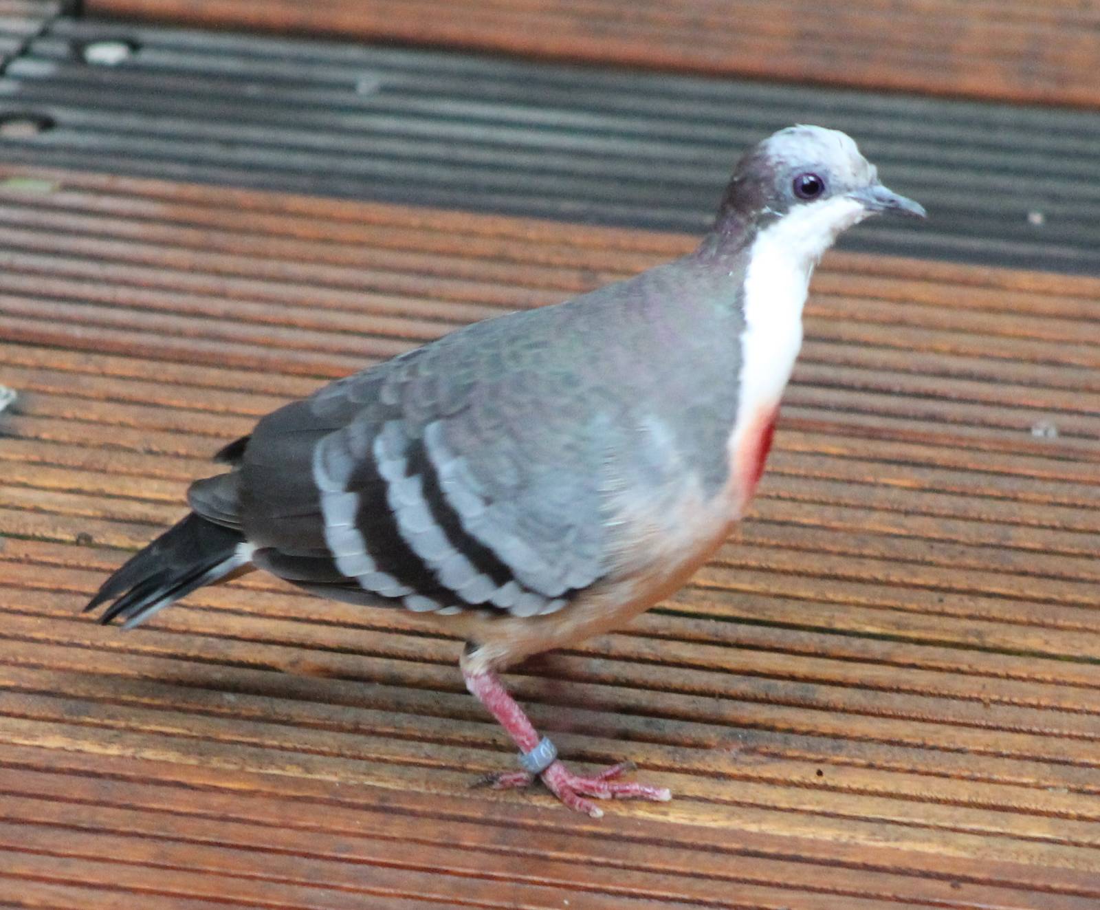 Luzon bleeding heart