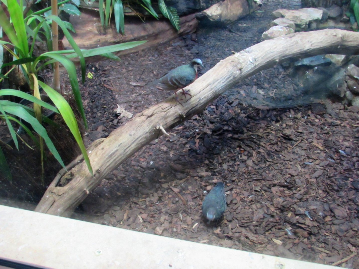 Luzon bleeding-heart