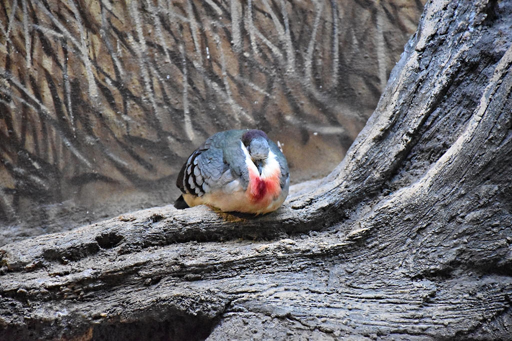 Luzon Bleeding-Heart