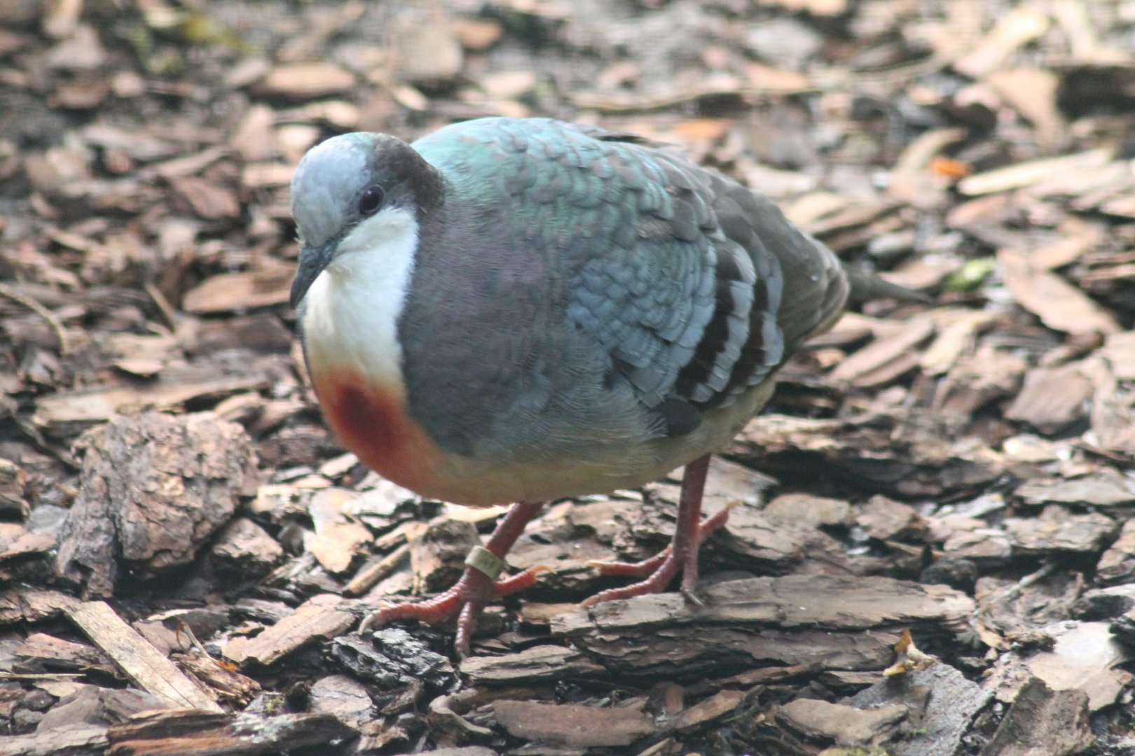 Luzon bleeding-heart
