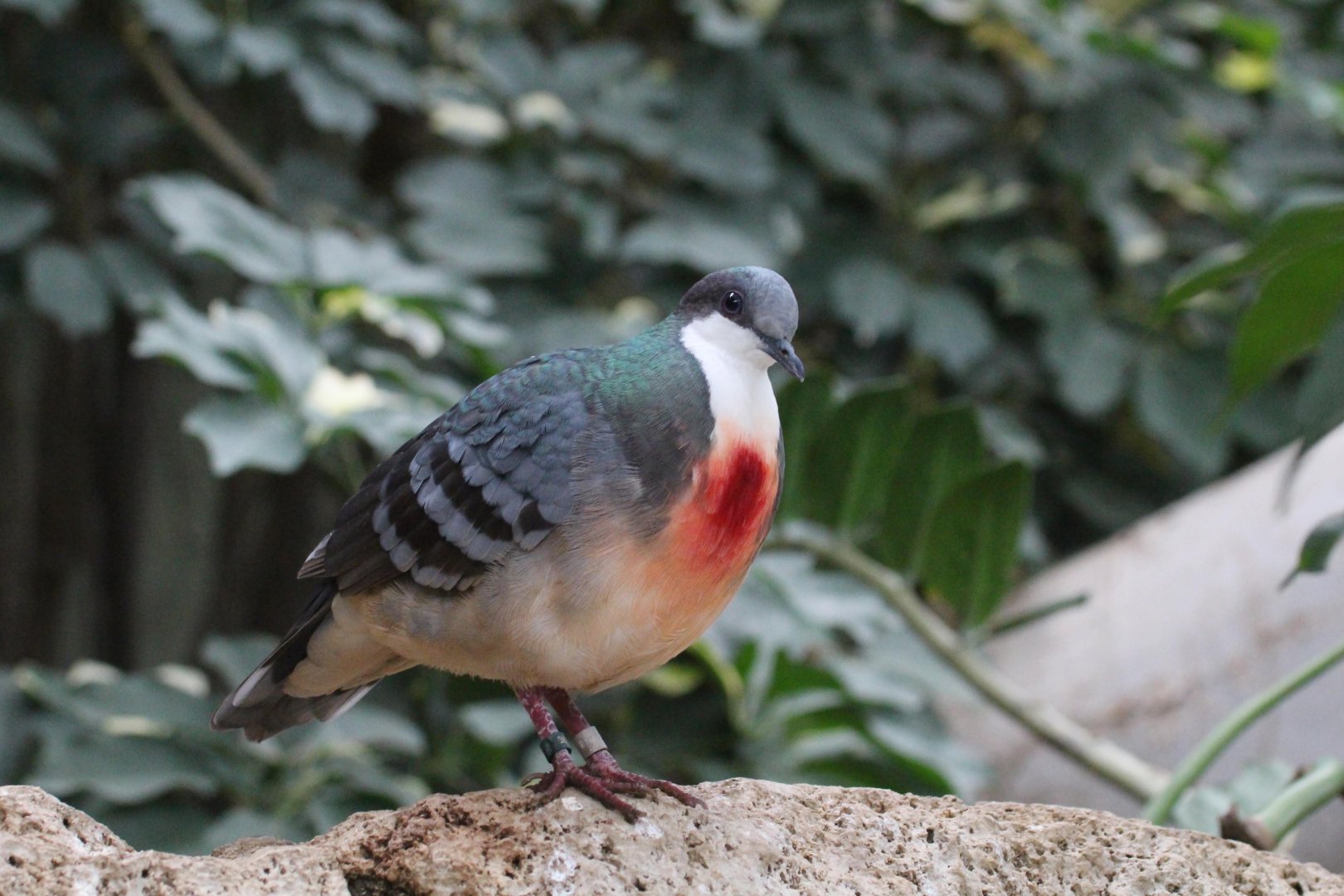 Luzon Bleeding Heart