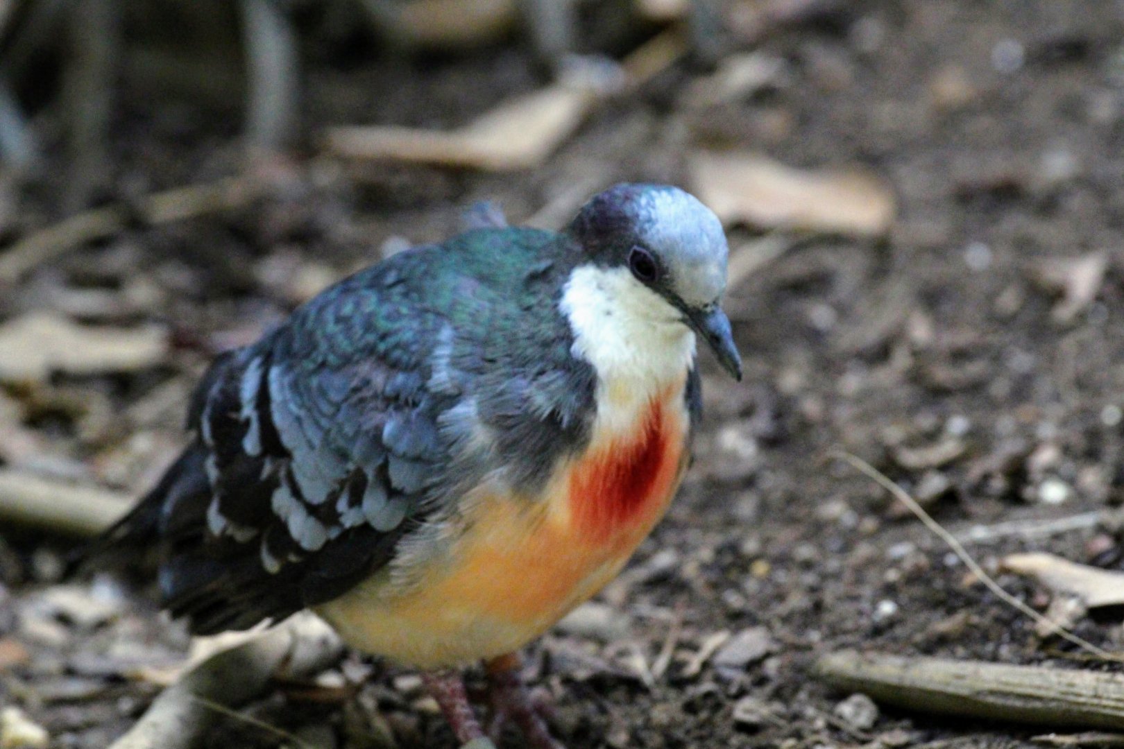 Luzon Bleeding-Heart