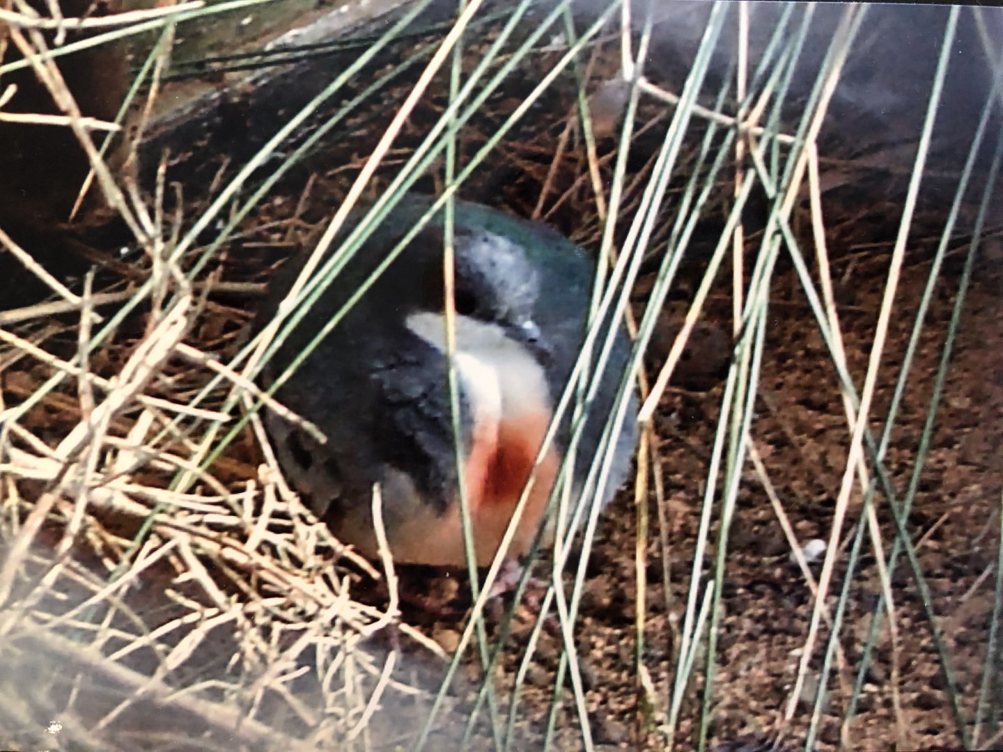 Luzon bleeding-heart