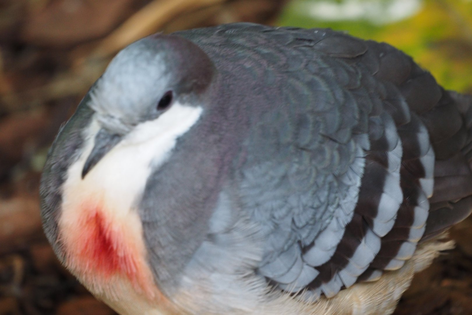 Luzon bleeding-heart
