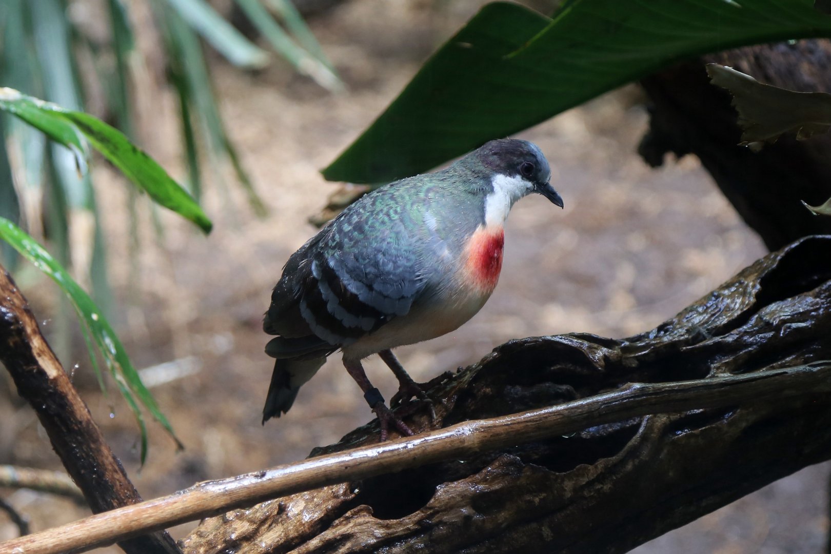 Luzon Bleeding-heart