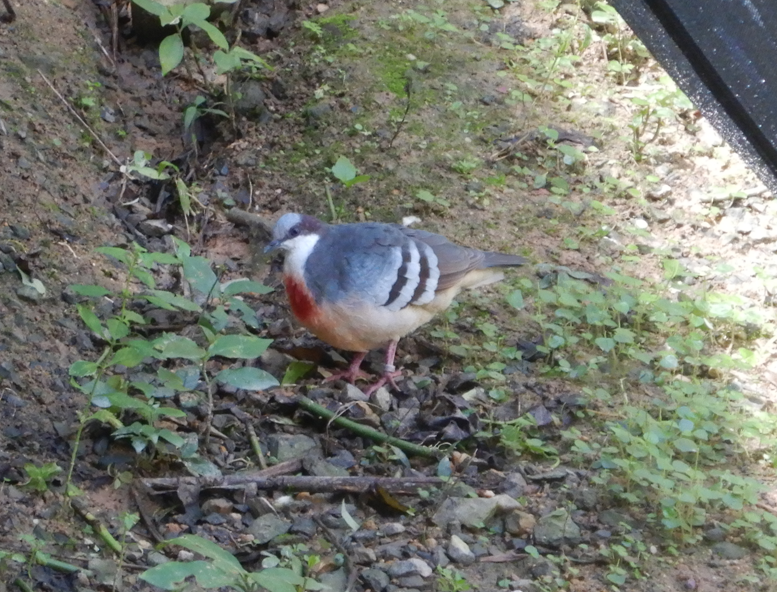 Luzon Bleeding-Heart