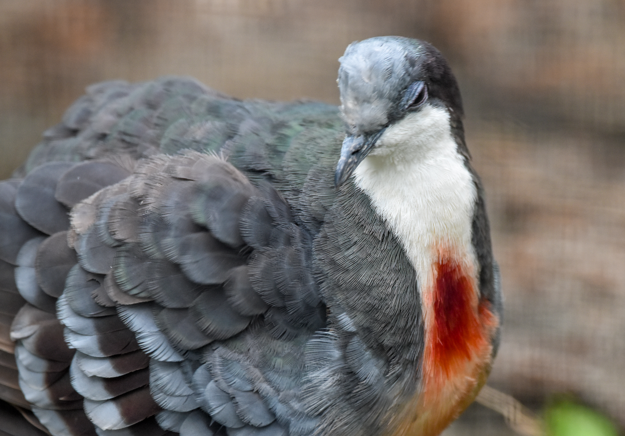 Luzon Bleeding-heart