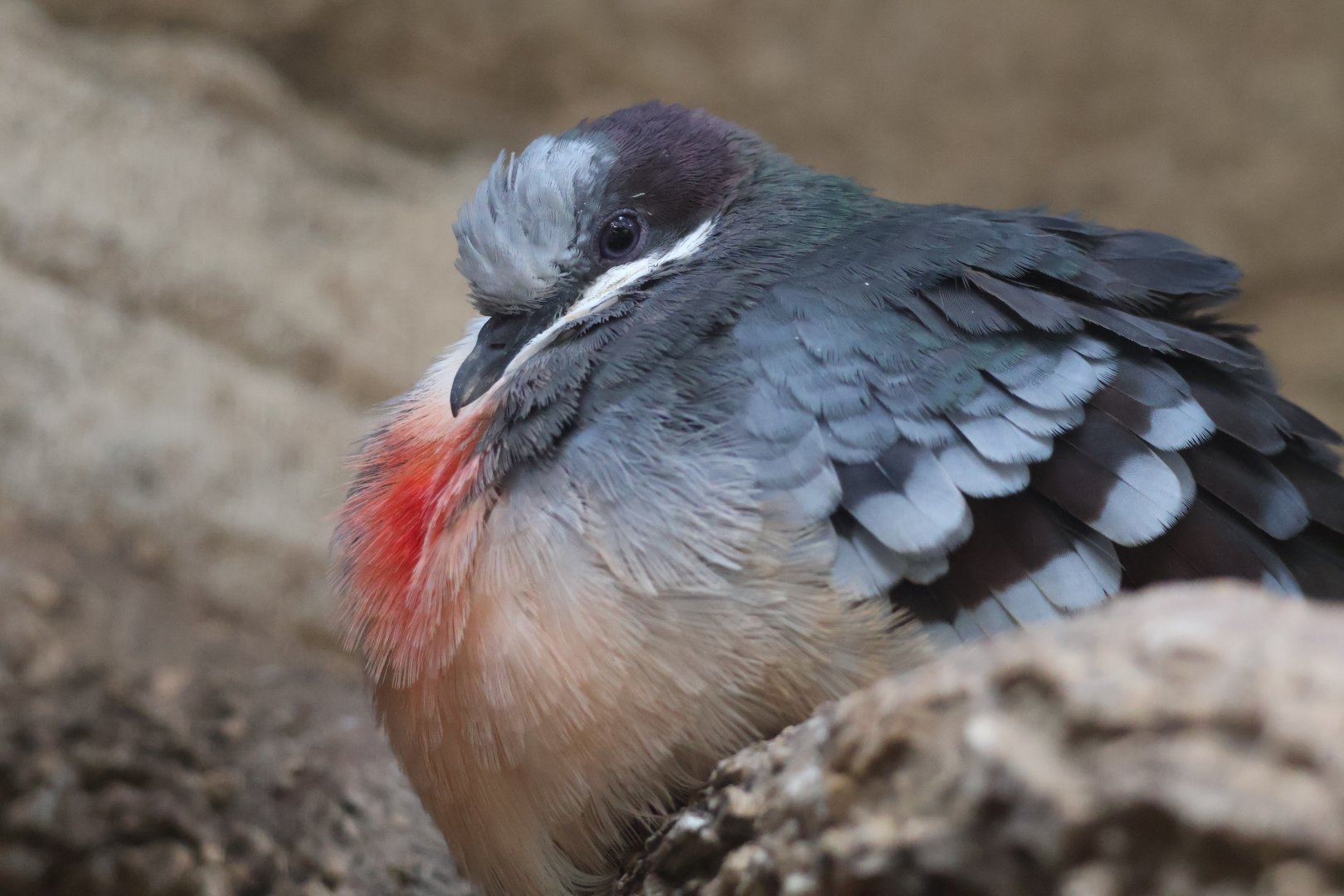 Luzon Bleeding Heart
