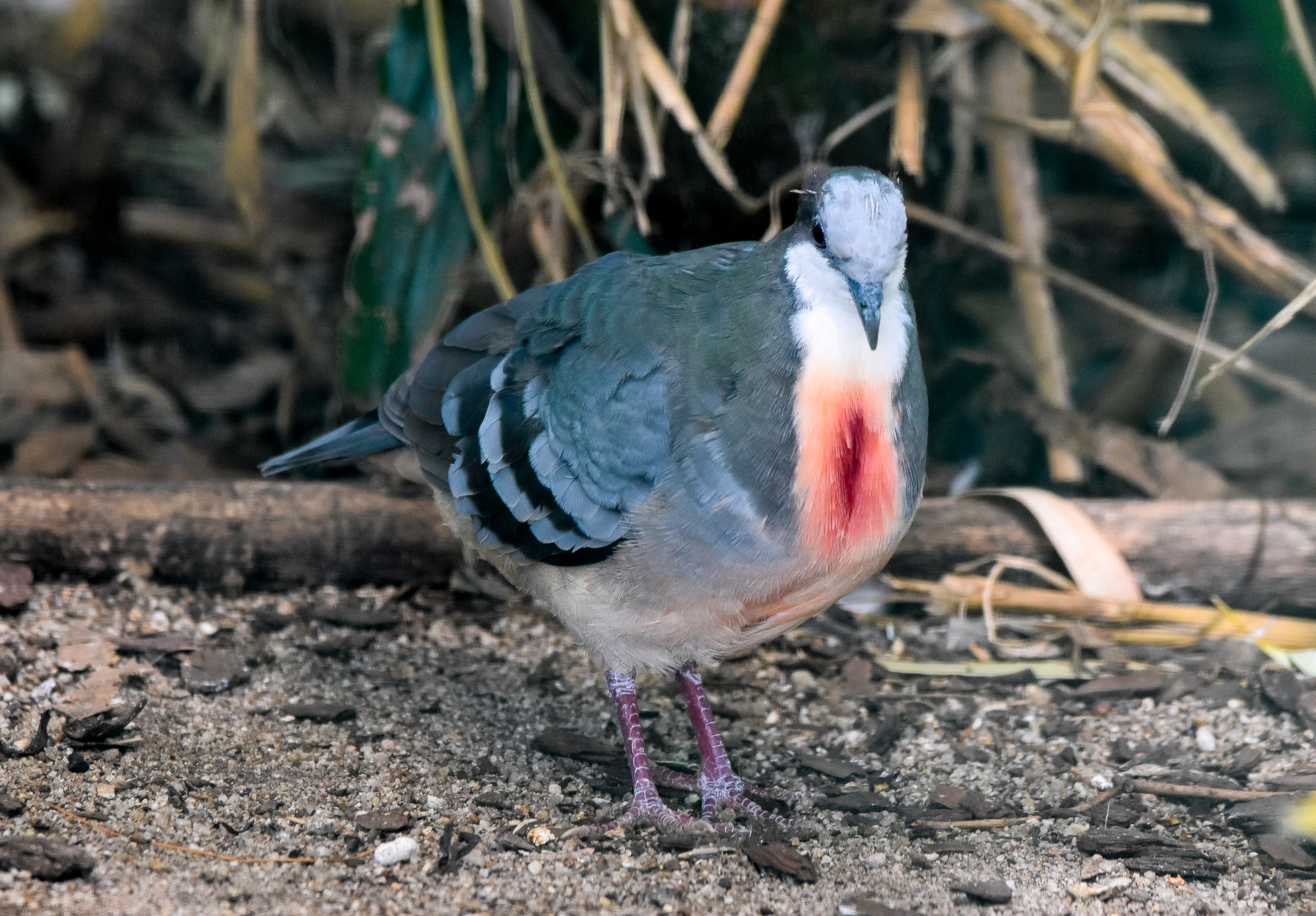 Luzon Bleeding-heart