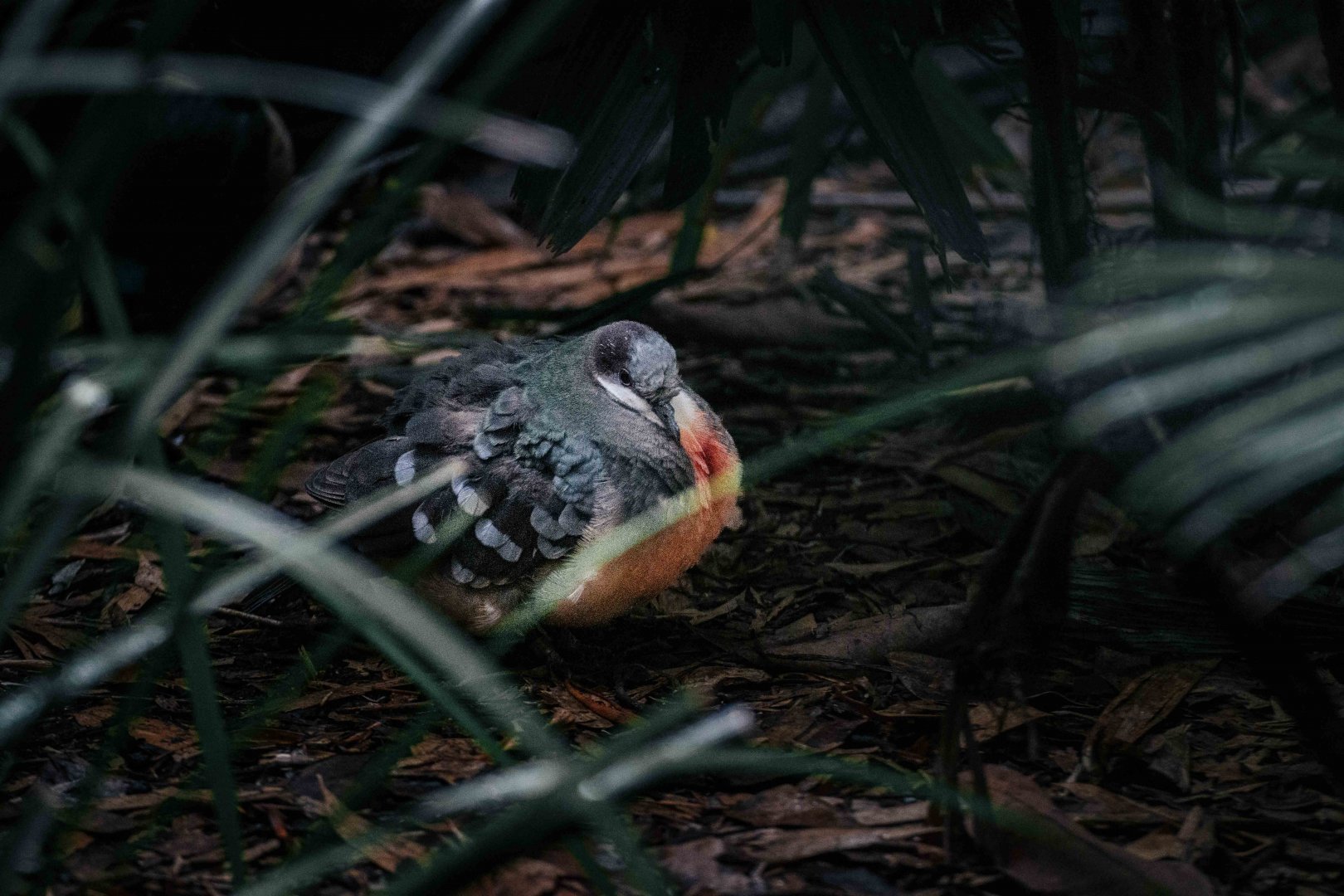 Luzon Bleeding Heart