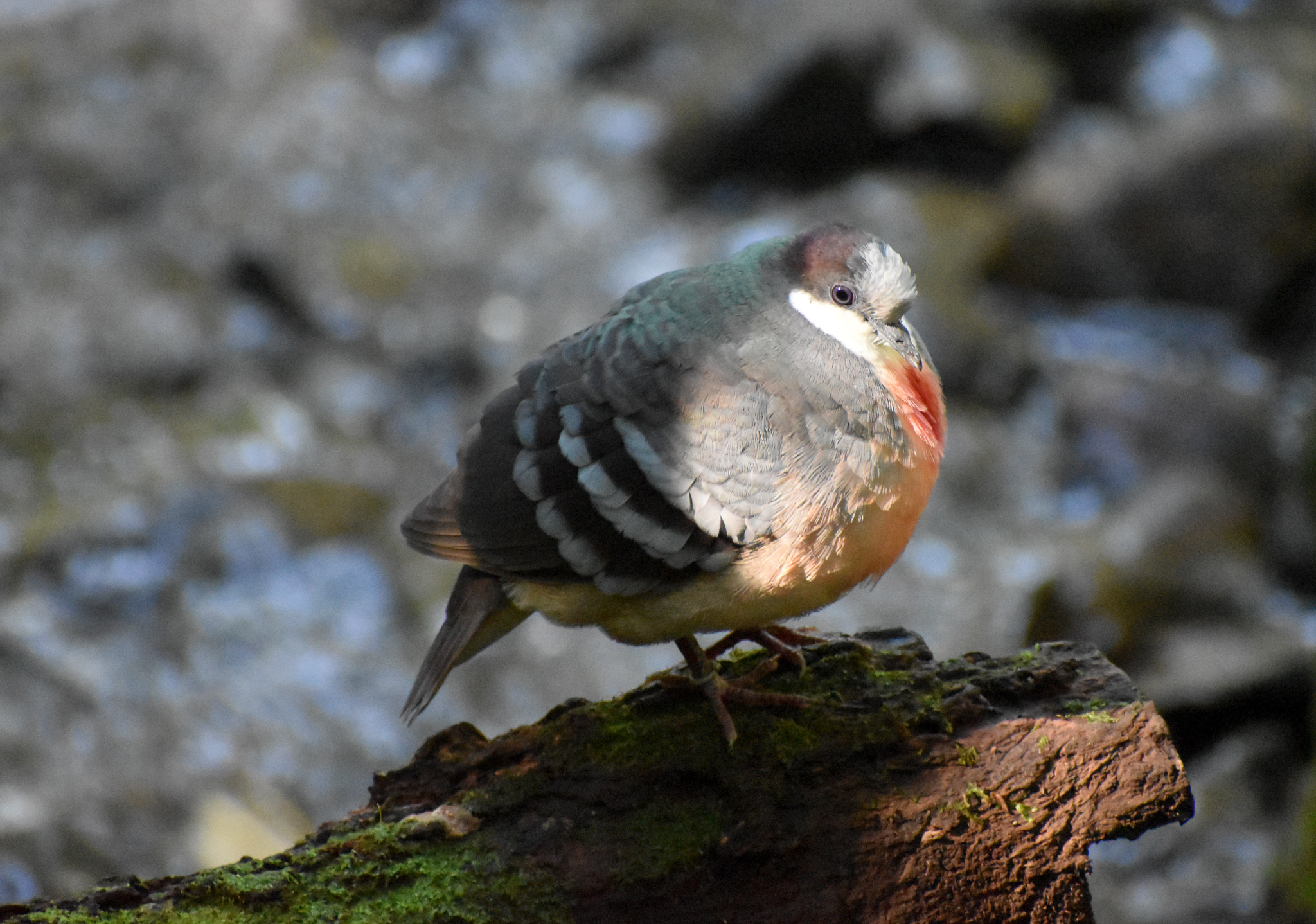 Luzon Bleeding-Heart