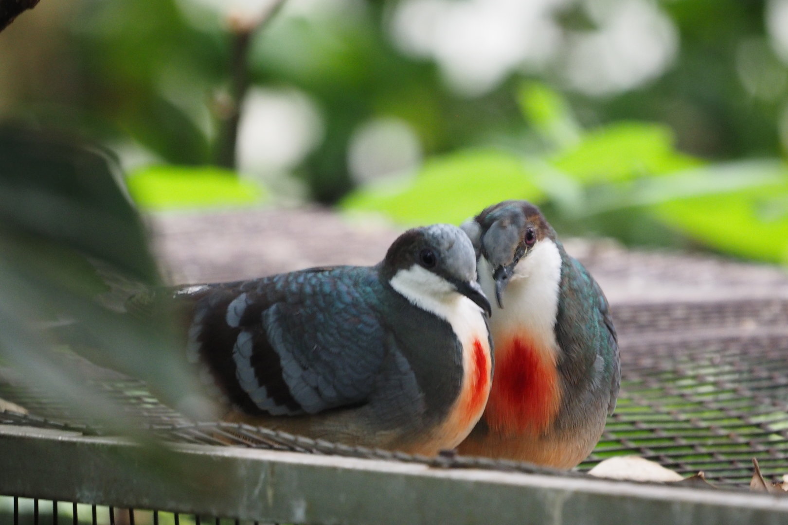 Luzon Bleeding-Hearts