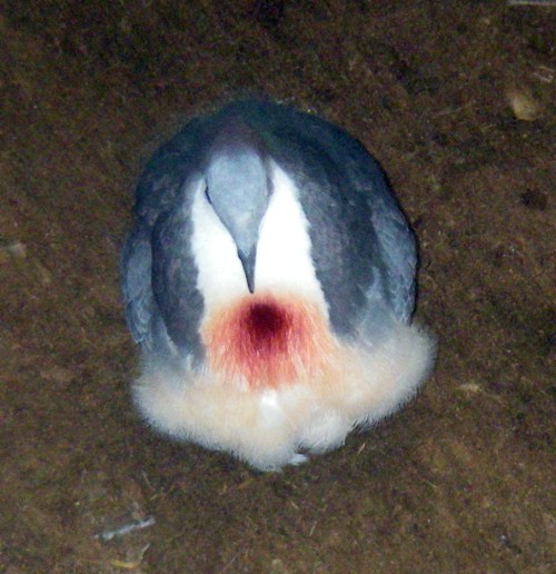 Luzon Bleedingheart (Gallicolumba luzonica)