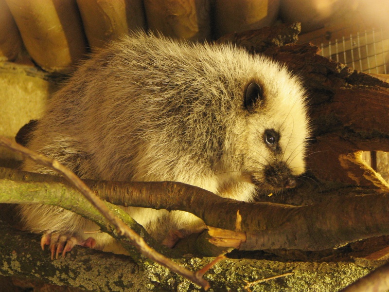 Luzon giant cloud rat at Zoo Jihlava