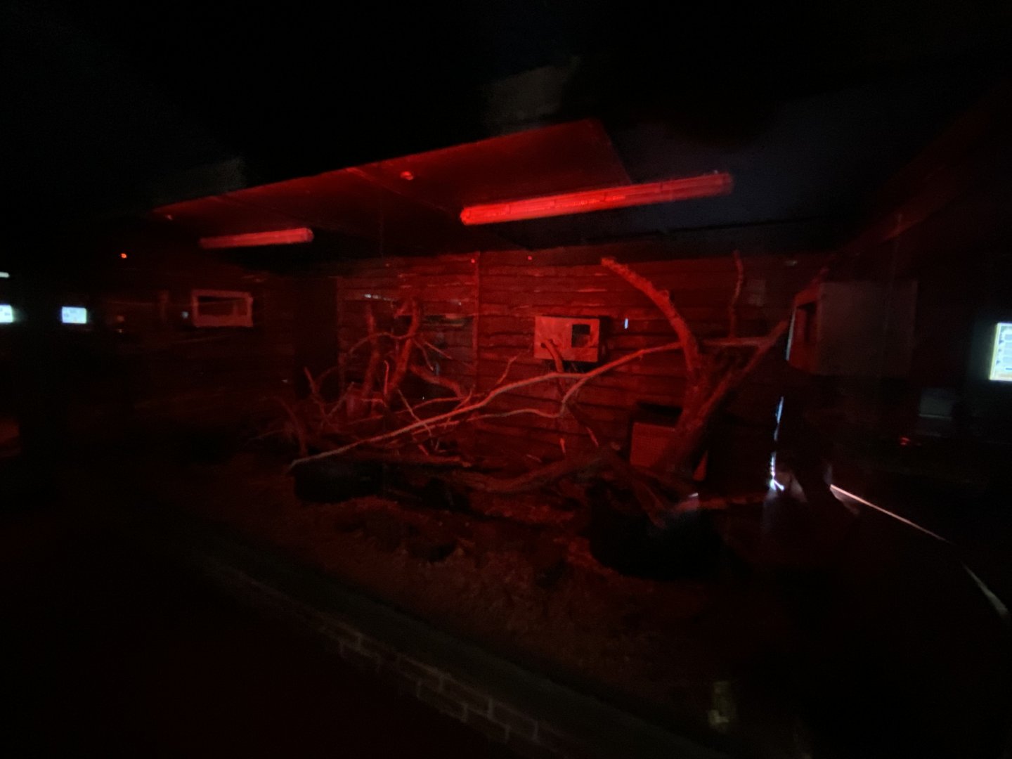 Luzon giant cloud rat enclosure