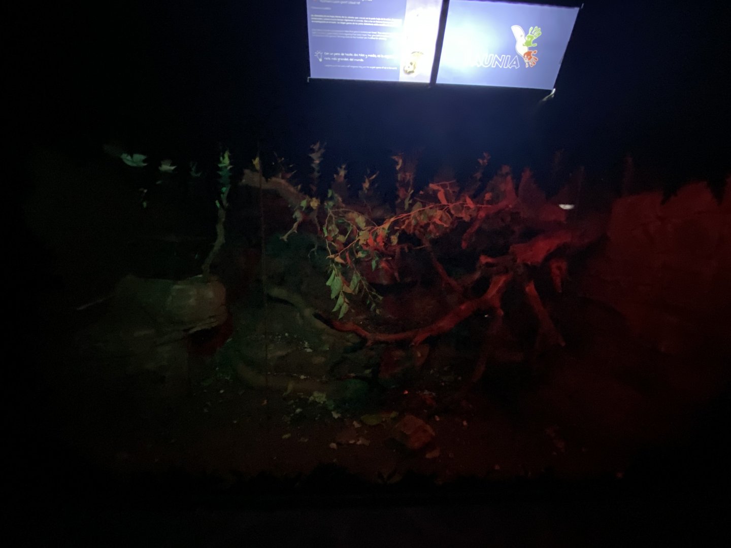 Luzon giant cloud rat enclosure