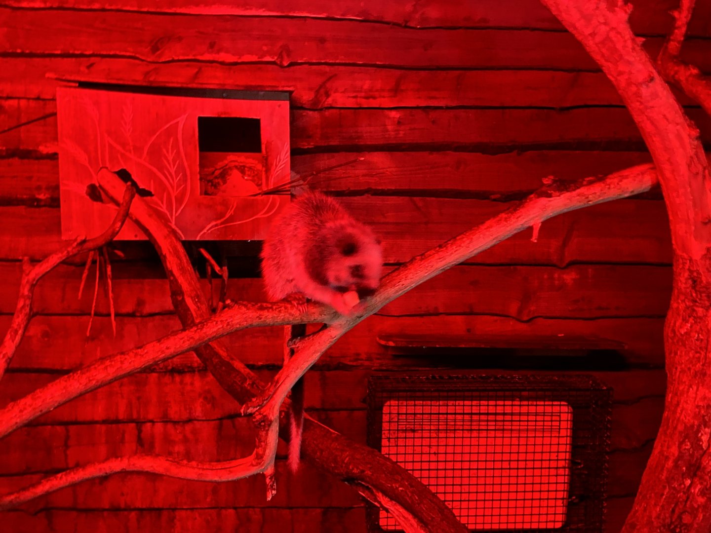 Luzon giant cloud rat image 1