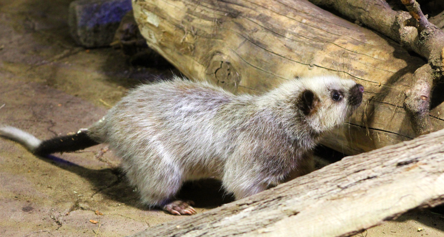 Luzon Giant Cloud Rat