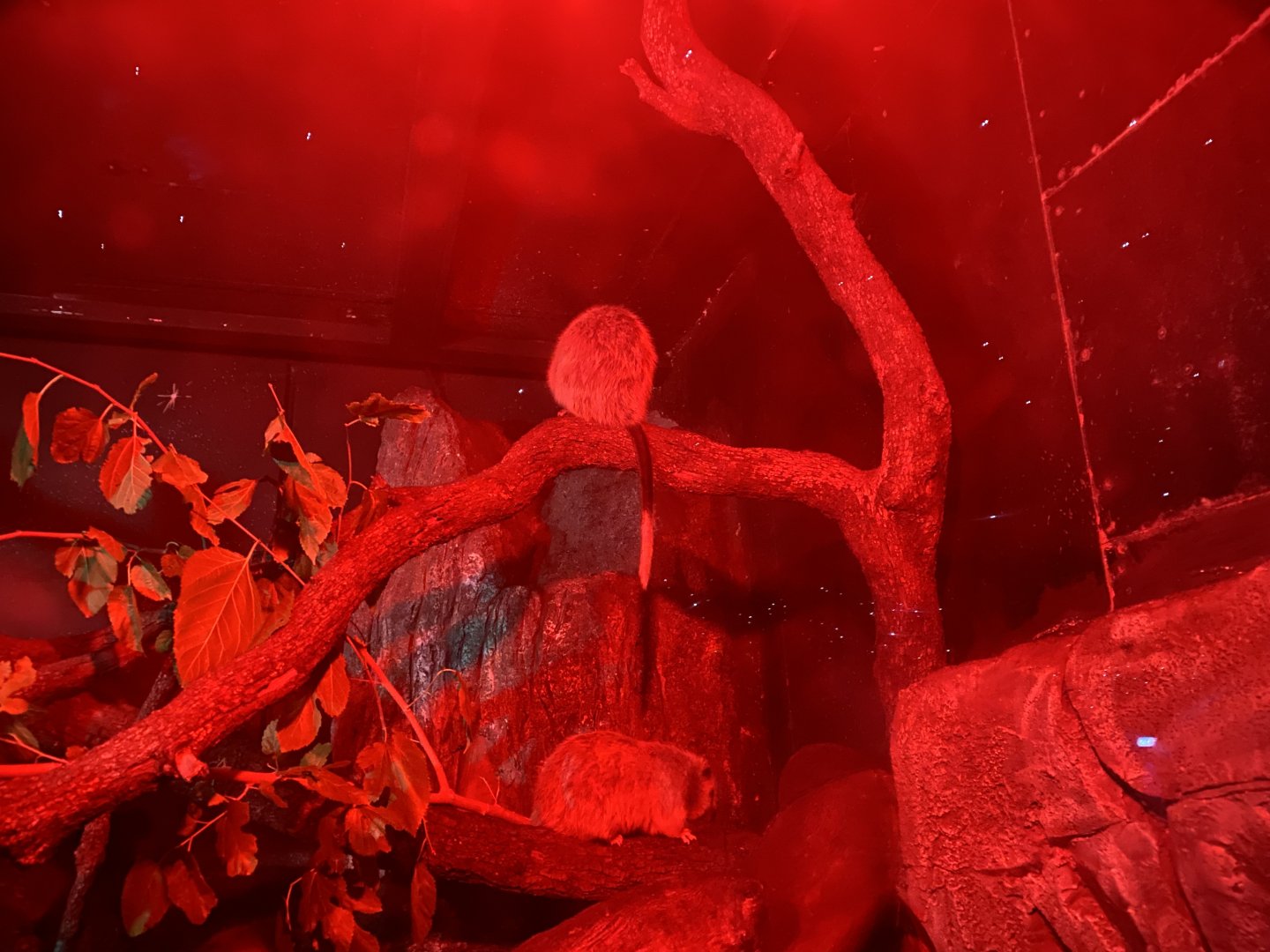 Luzon giant cloud rat