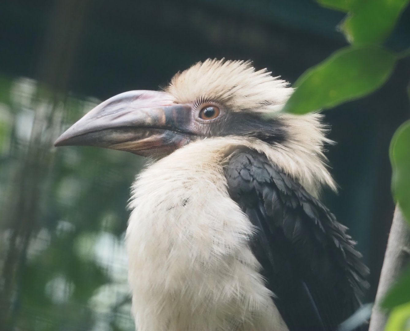 Luzon hornbill (Penelopides manillae manillae), 2024-05-22
