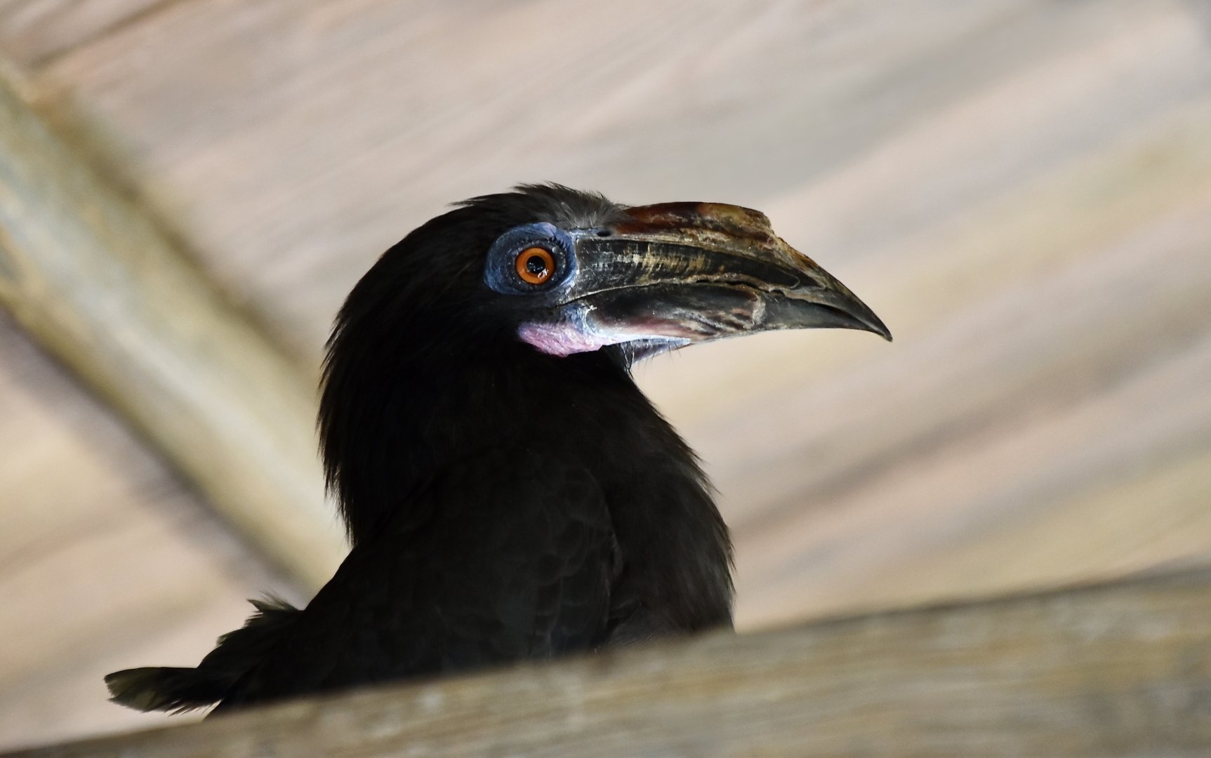 Luzon Hornbill (Penelopides manillae manillae) female