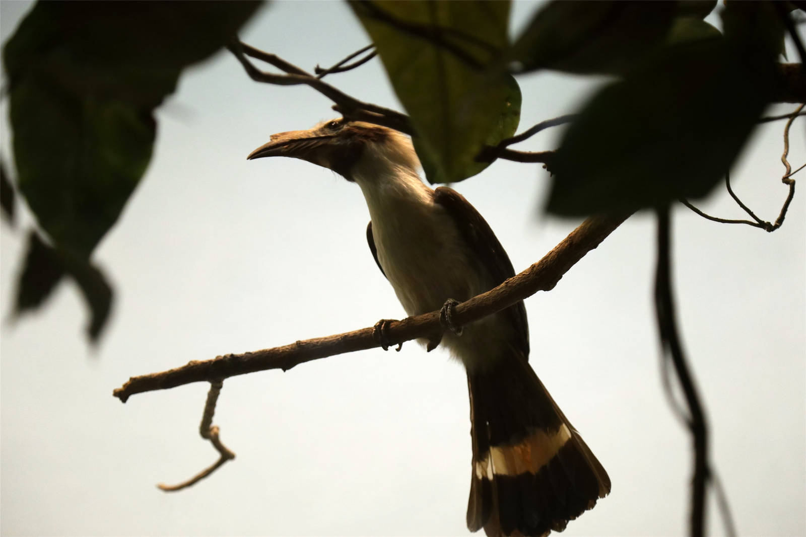 Luzon hornbill (Penelopides manillae)