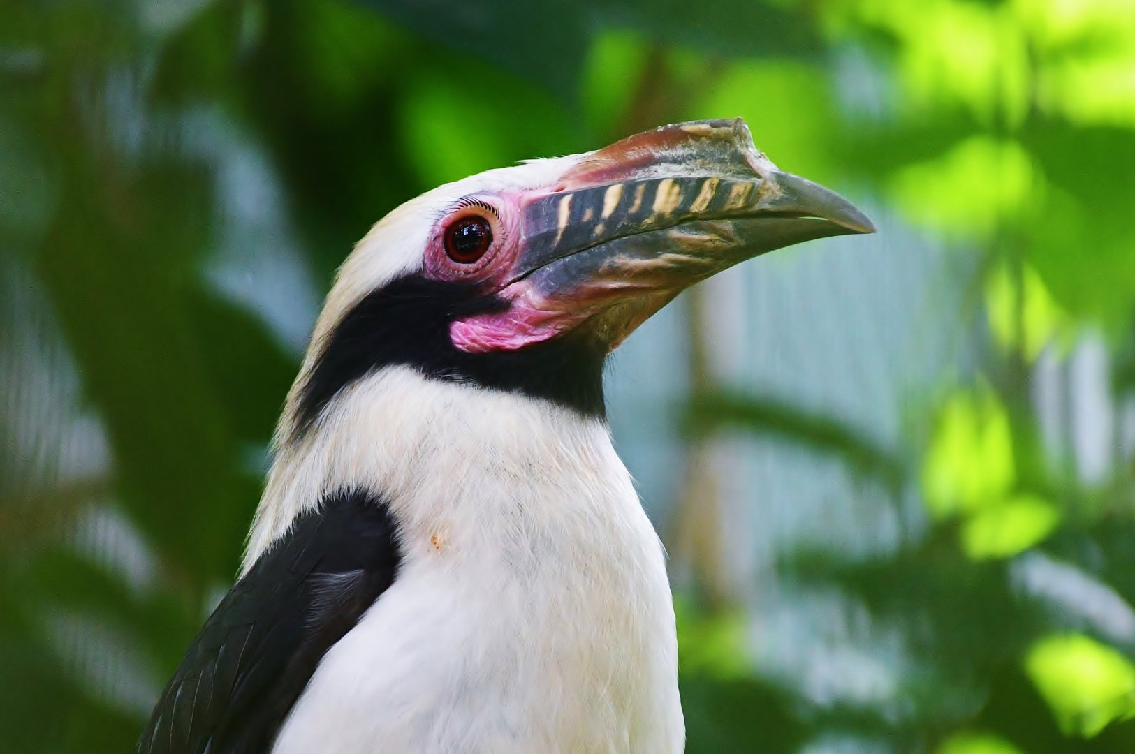 Luzon Hornbill (Penelopides manillae)