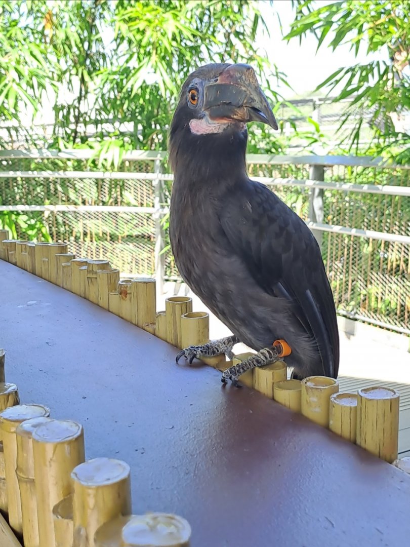 Luzon Hornbill(Penelopides manillae)