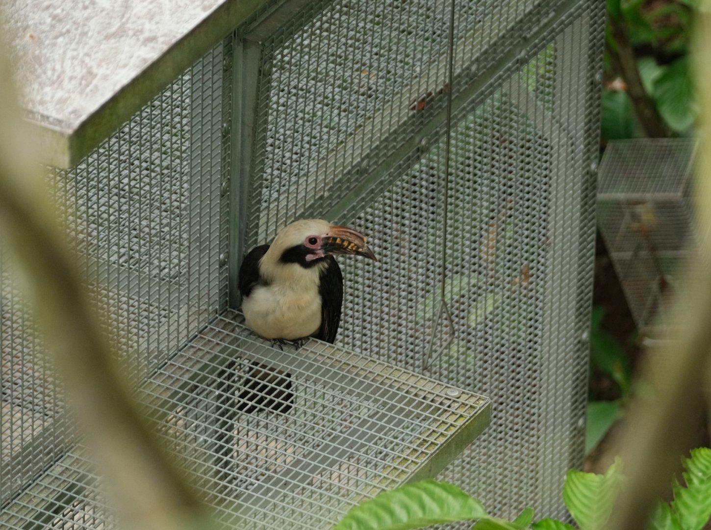 Luzon Hornbill (Penelopides manillae)
