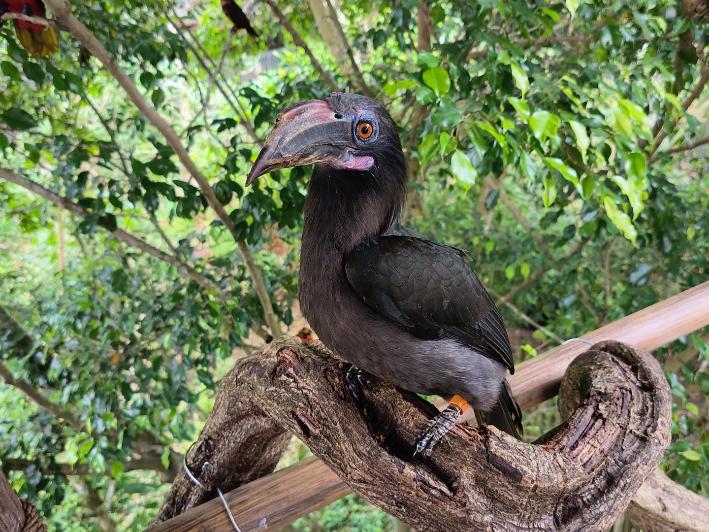 Luzon Hornbill (Penelopides manillae