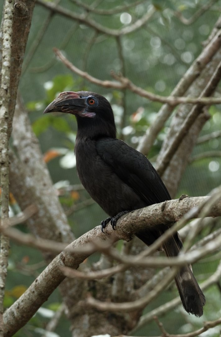 Luzon Hornbill (Penelopides manillae)