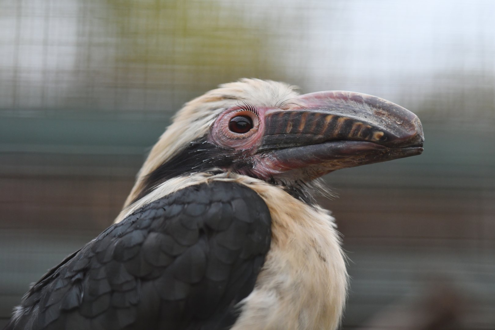 Luzon hornbill  Penelopides manillae