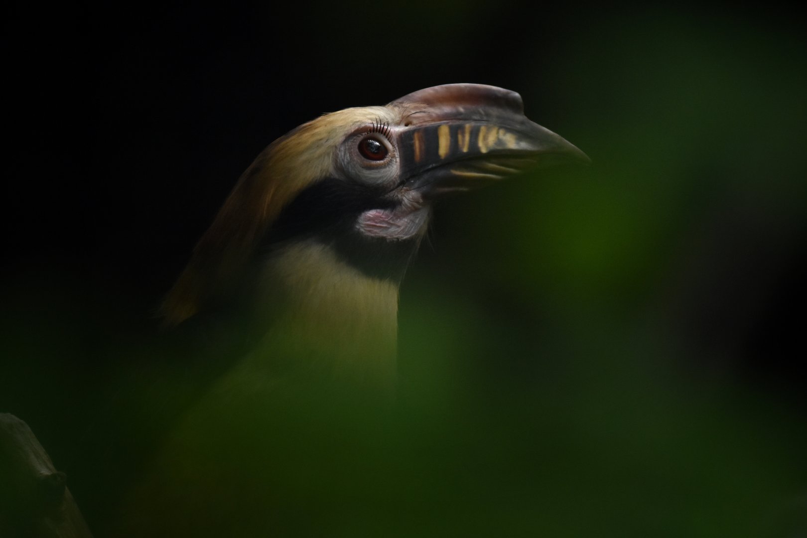 Luzon hornbill Penelopides manillae