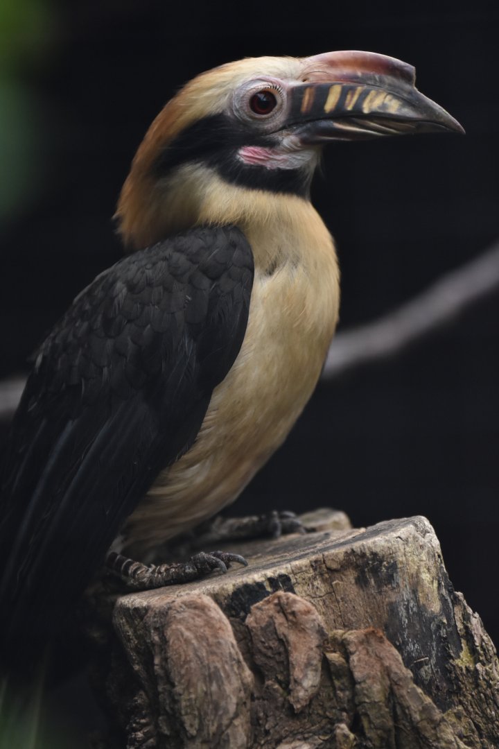 Luzon hornbill Penelopides manillae